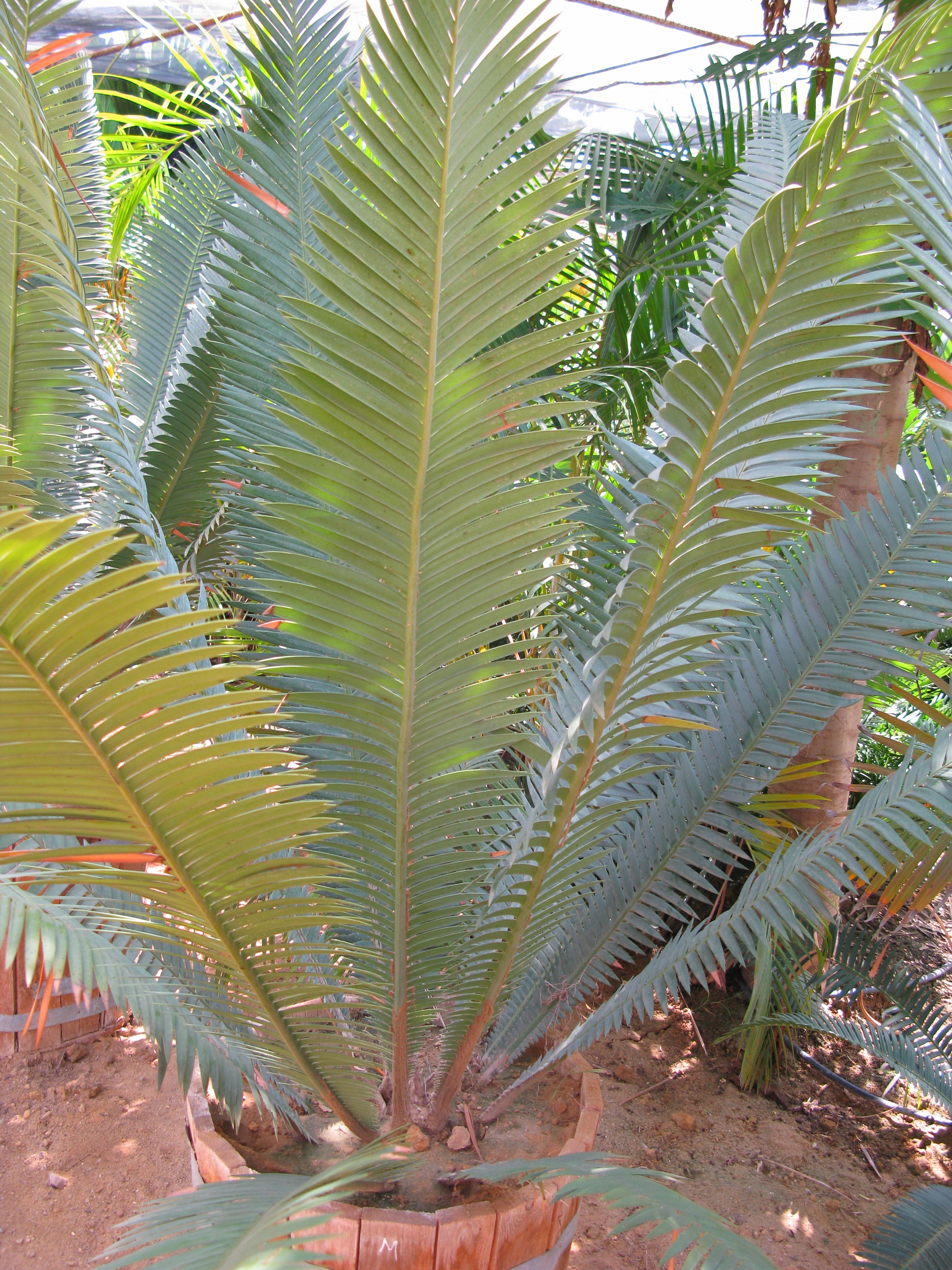 Dioon mejiae